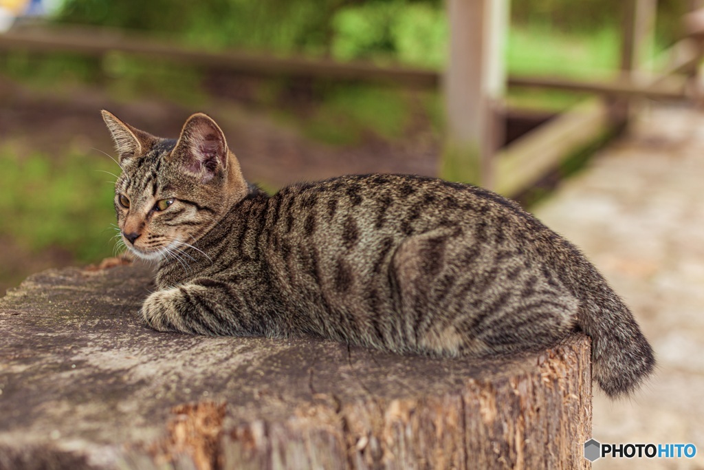 高知県・道の駅すくもの猫 2