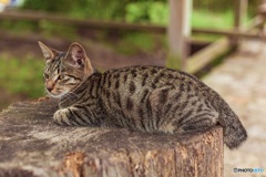 高知県・道の駅すくもの猫 2