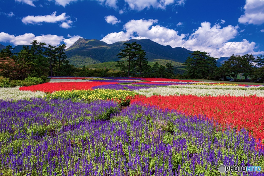 大分県・くじゅう花公園の風景 1
