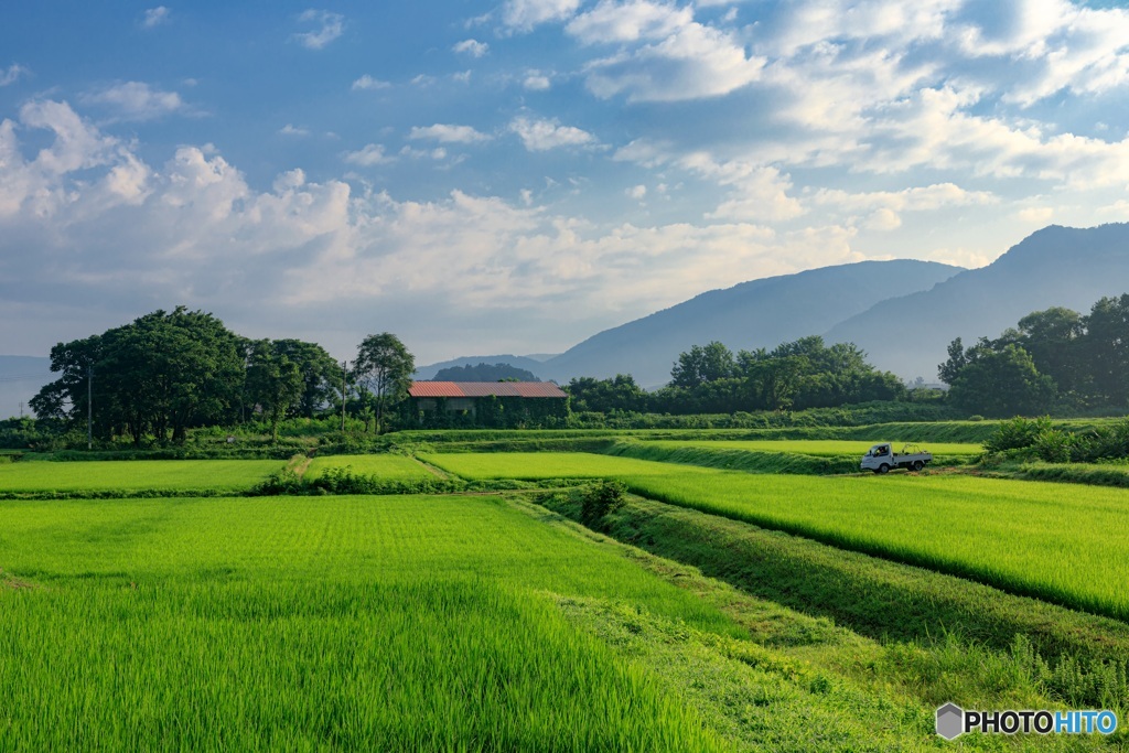 長野県・木島平村 朝の水田の風景