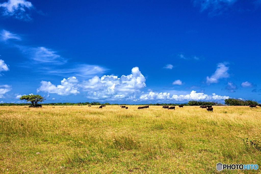 沖縄県・黒島の牛 2