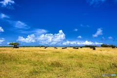 沖縄県・黒島の牛 2