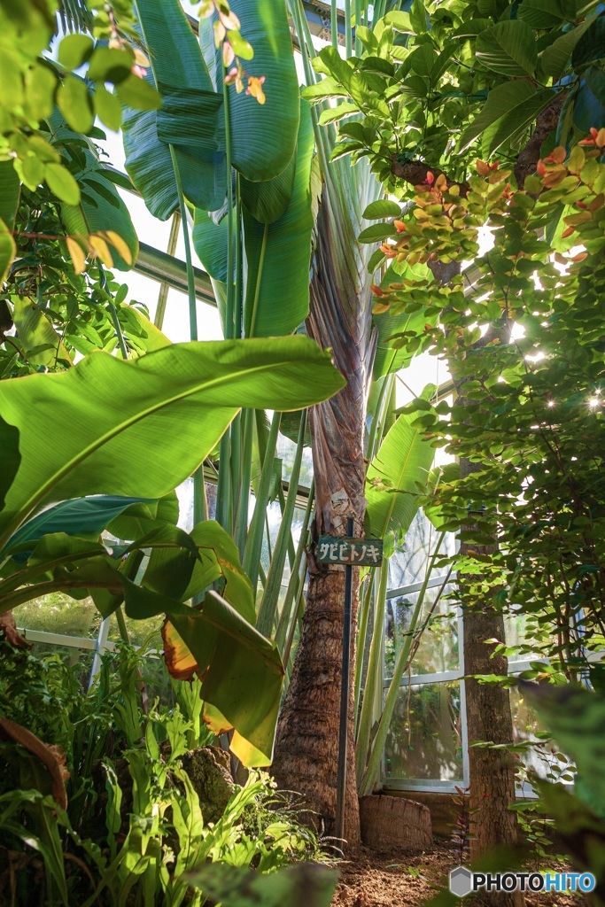 東京都・八丈島植物園の風景