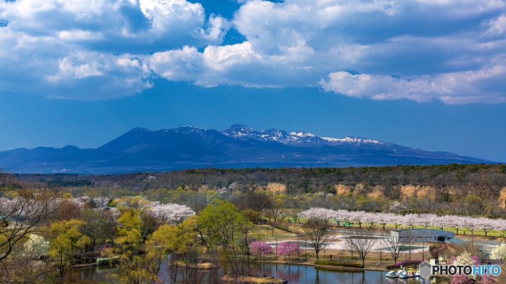 栃木県・那須高原の桜