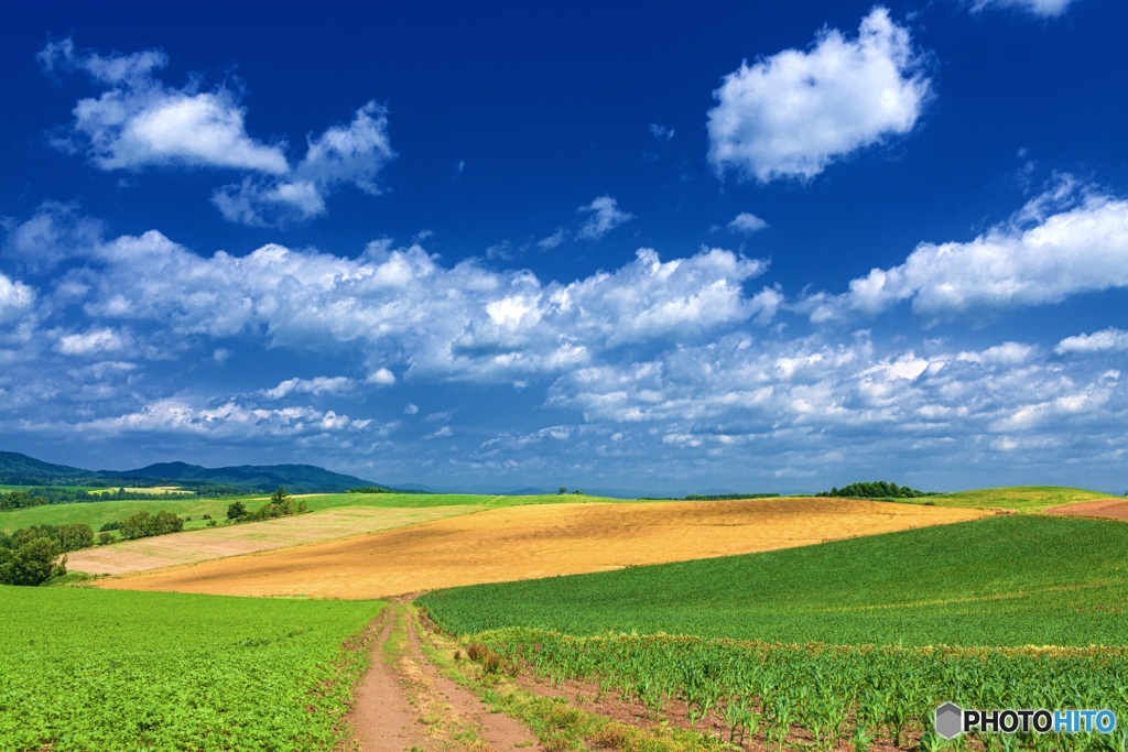 北海道・美瑛町 夏の丘の風景 6