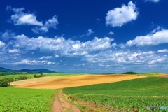 北海道・美瑛町 夏の丘の風景 6