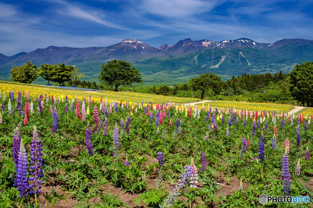 栃木県・那須町 春の那須フラワーワールドの風景 2