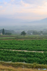 長野県・木島平村 幻想的な早朝の朝霧の風景