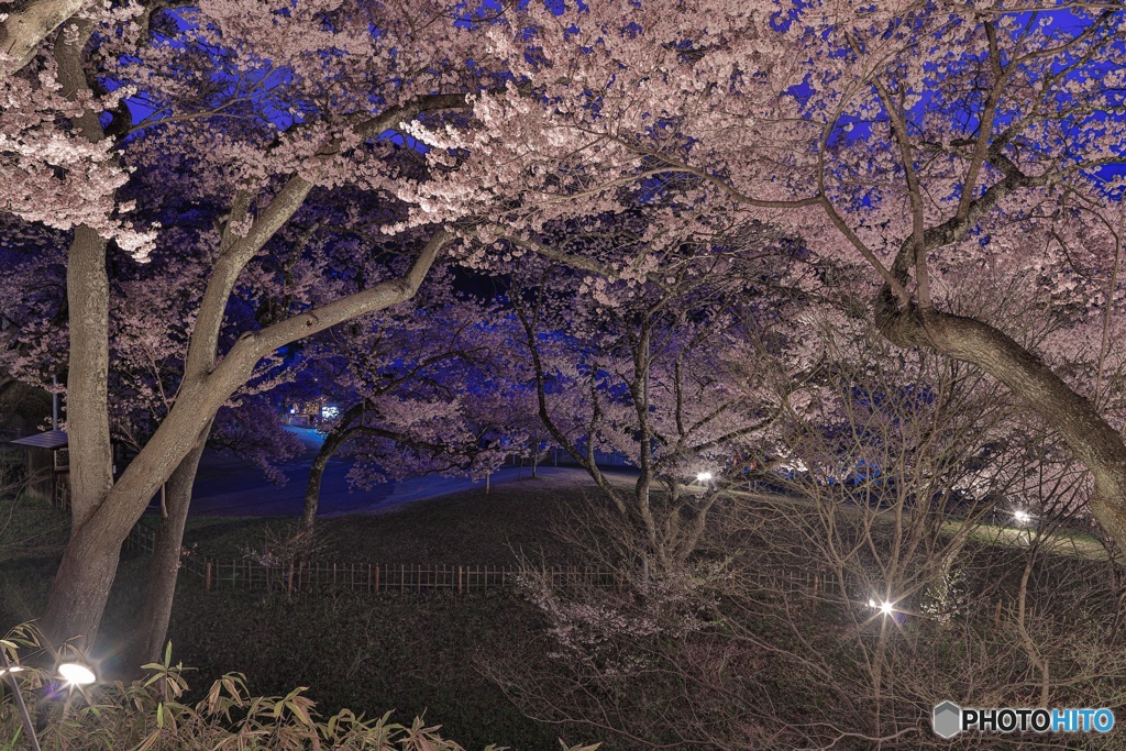 長野県・高遠城址公園の夜桜 4