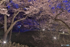長野県・高遠城址公園の夜桜 4