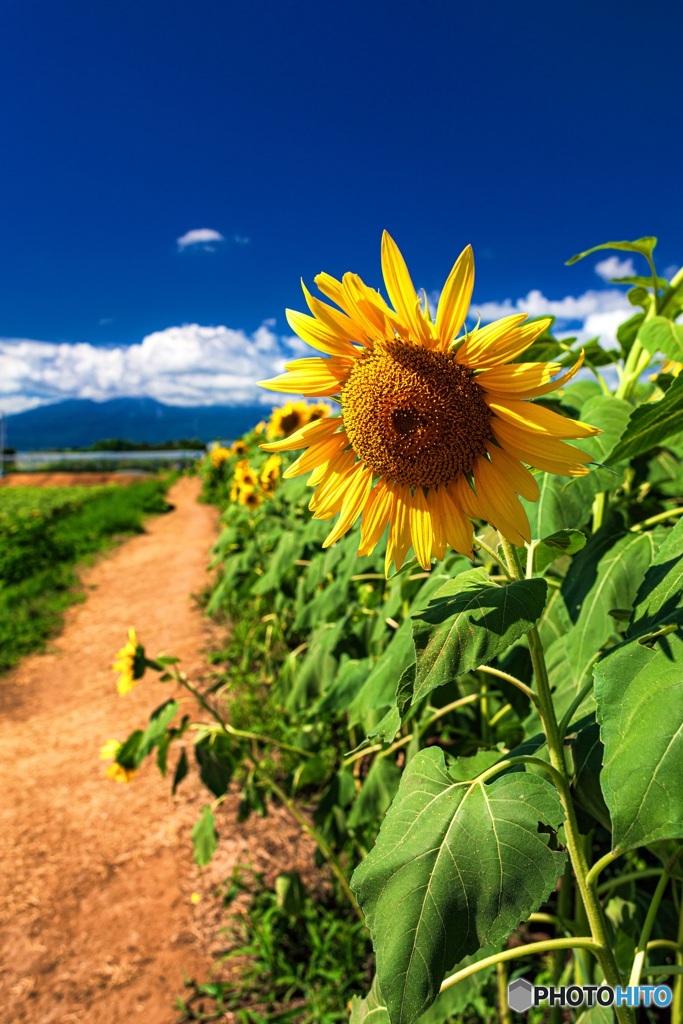 山梨県・明野のひまわり畑 6