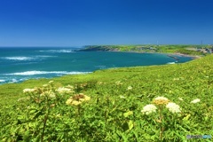 北海道・厚岸町 夏の霧多布岬の風景 2