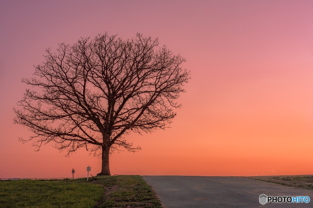 北海道・美瑛町 夕焼けのセブンスターの木