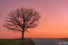 北海道・美瑛町 夕焼けのセブンスターの木