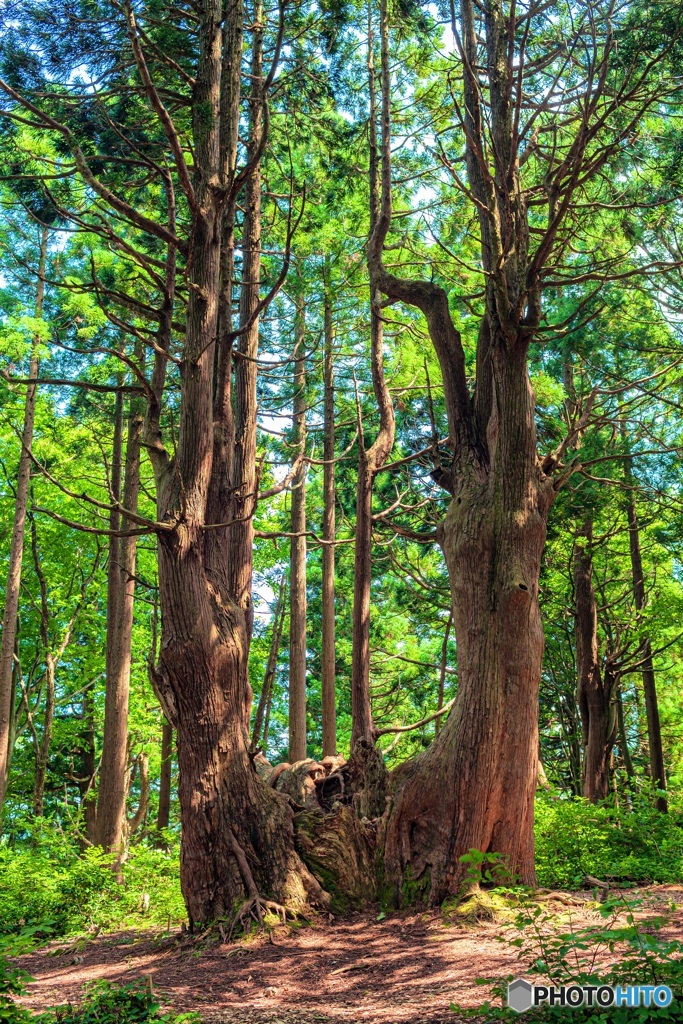 山形県・幻想の森の風景 4