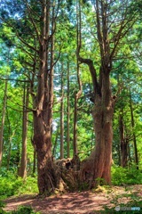 山形県・幻想の森の風景 4
