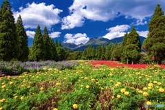 大分県・くじゅう花公園の風景 2