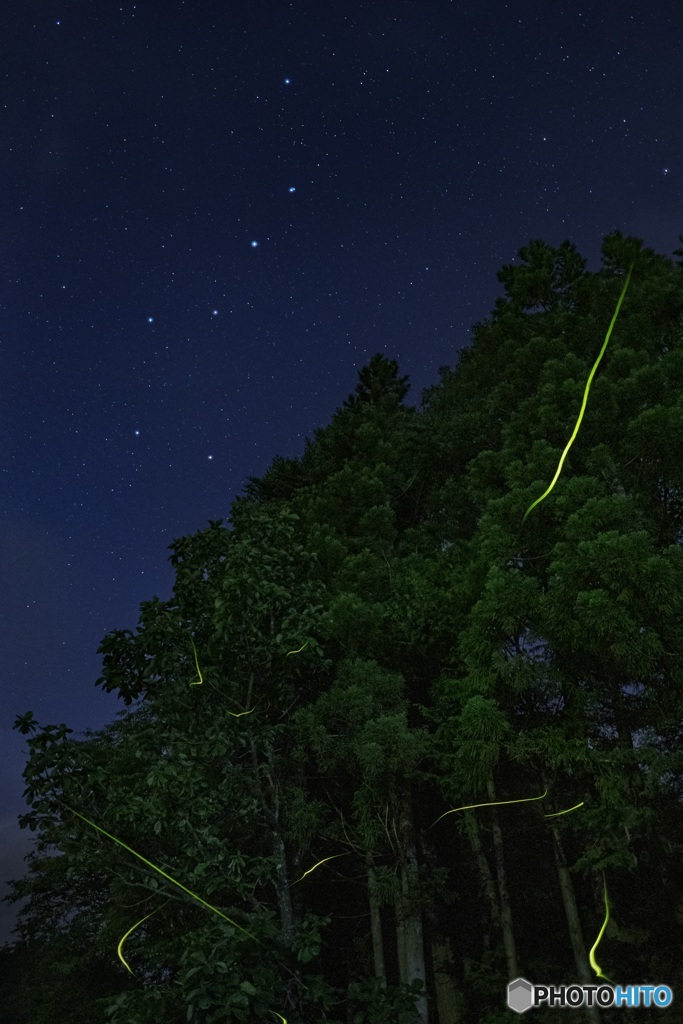 長野県・阿南町のゲンジボタル