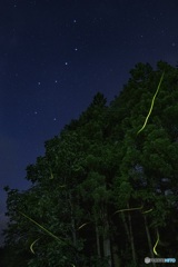 長野県・阿南町のゲンジボタル
