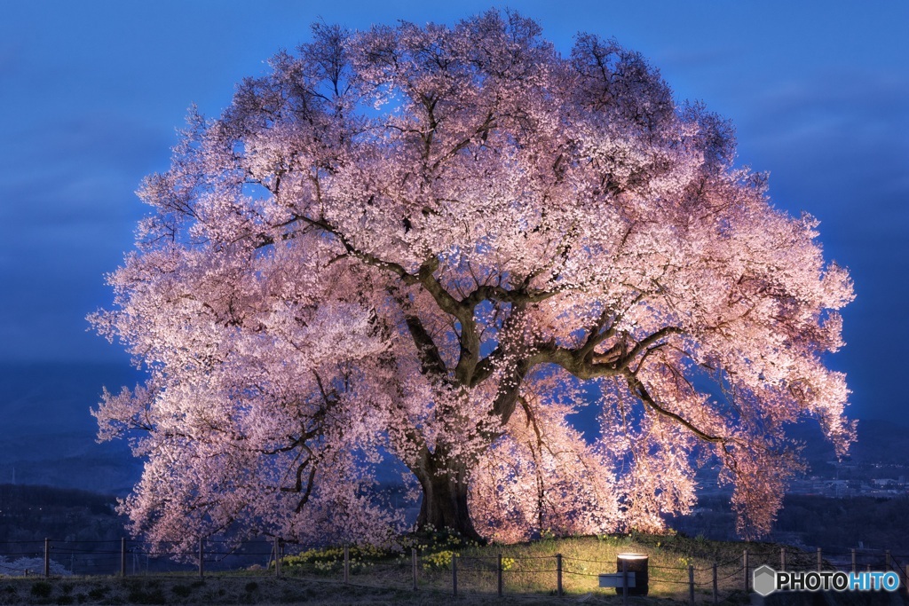 山梨県・韮崎市 わに塚の一本桜のライトアップ 2