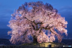 山梨県・韮崎市 わに塚の一本桜のライトアップ 2