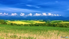 北海道・美瑛町 夏の丘の風景 4