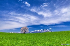 岩手県・小岩井農場の一本桜 3