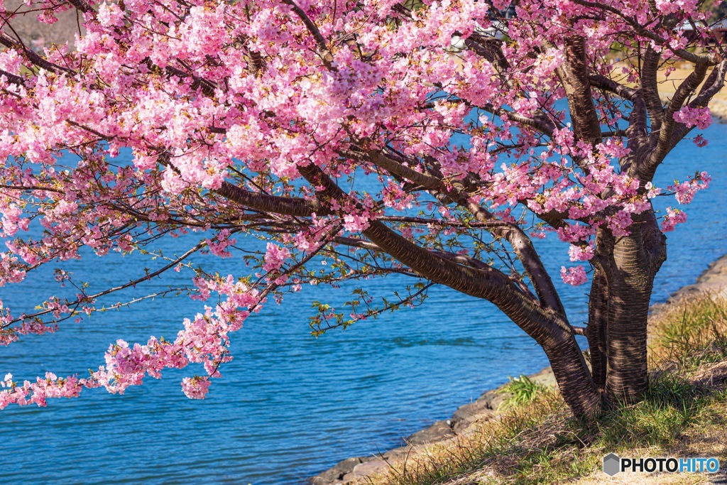 静岡県・南伊豆の河津桜