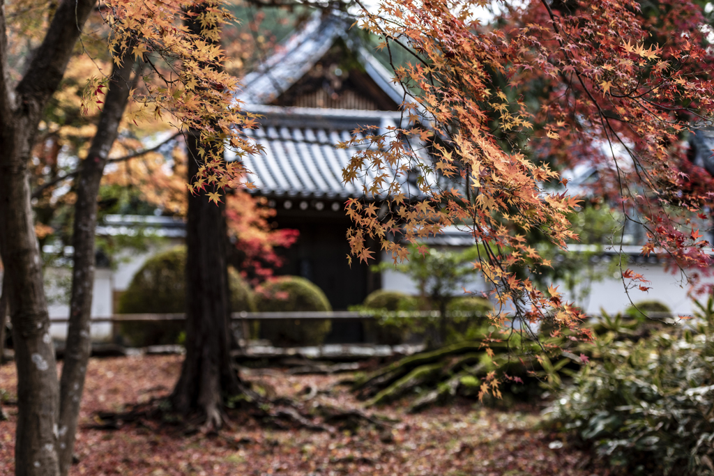 南禅寺のモミジ