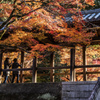 朝日を浴びる紅葉　東福寺