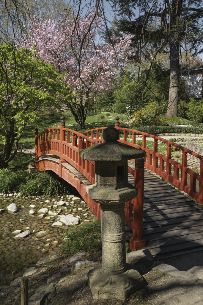 桜満開 in パリ（１）