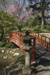 桜満開 in パリ（１）