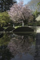 桜満開 in パリ（２）
