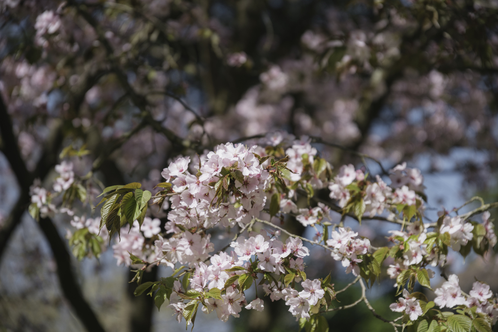 桜満開 in パリ（４）