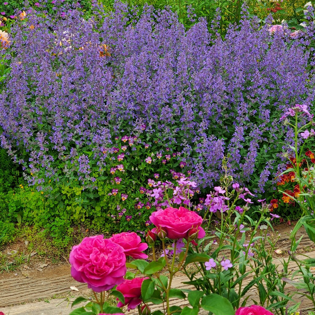 紫の花