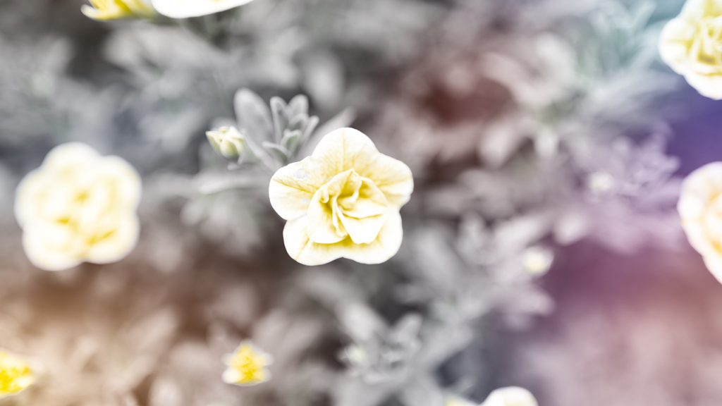 DSC00485_edit2