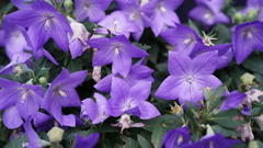 DSC00517