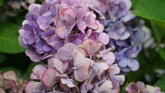 DSC00590