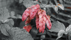 DSC00549_edit
