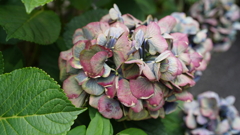 DSC00584