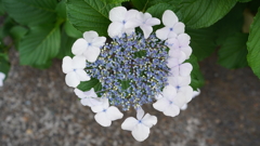 DSC00506