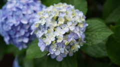 DSC00539