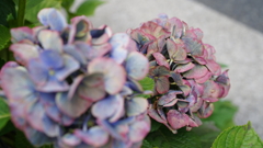DSC00595