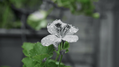 DSC00523_edit