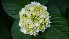 DSC00463