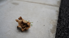 DSC00609