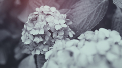 DSC00536_edit