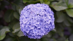 DSC00515