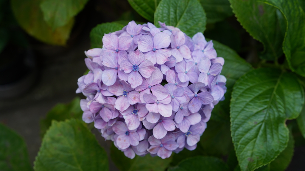 DSC00460