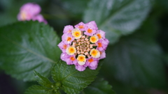 DSC00529